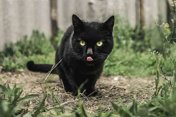 Giấc mộng mơ thấy mèo đen siêu chuẩn 